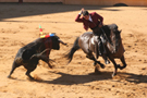 corrida lemaire